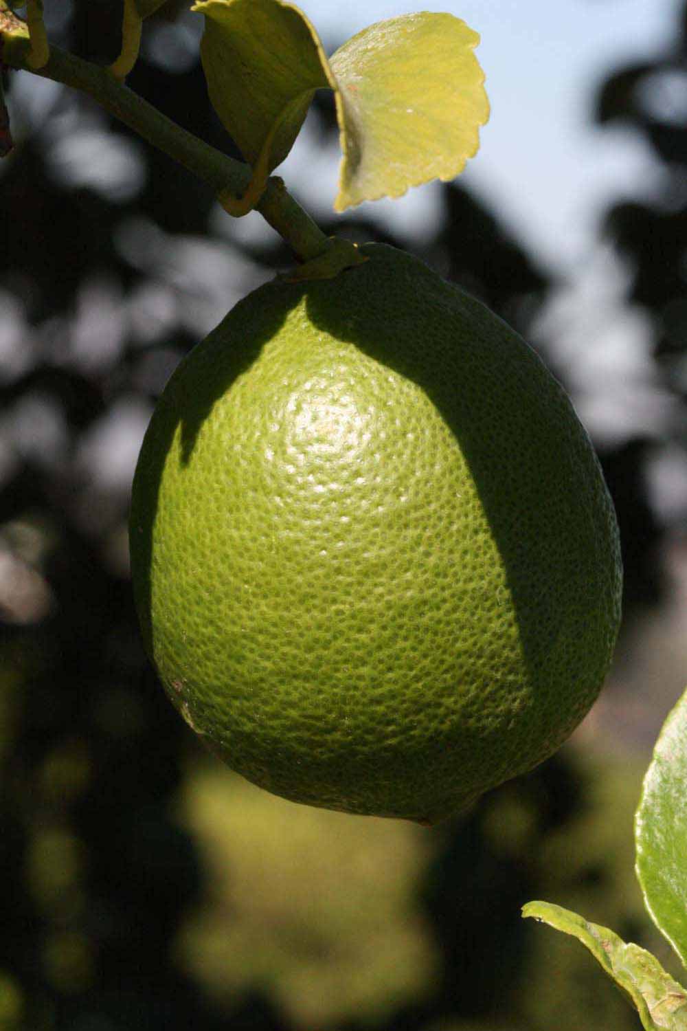            Immature fruit (Riverside, CA)   